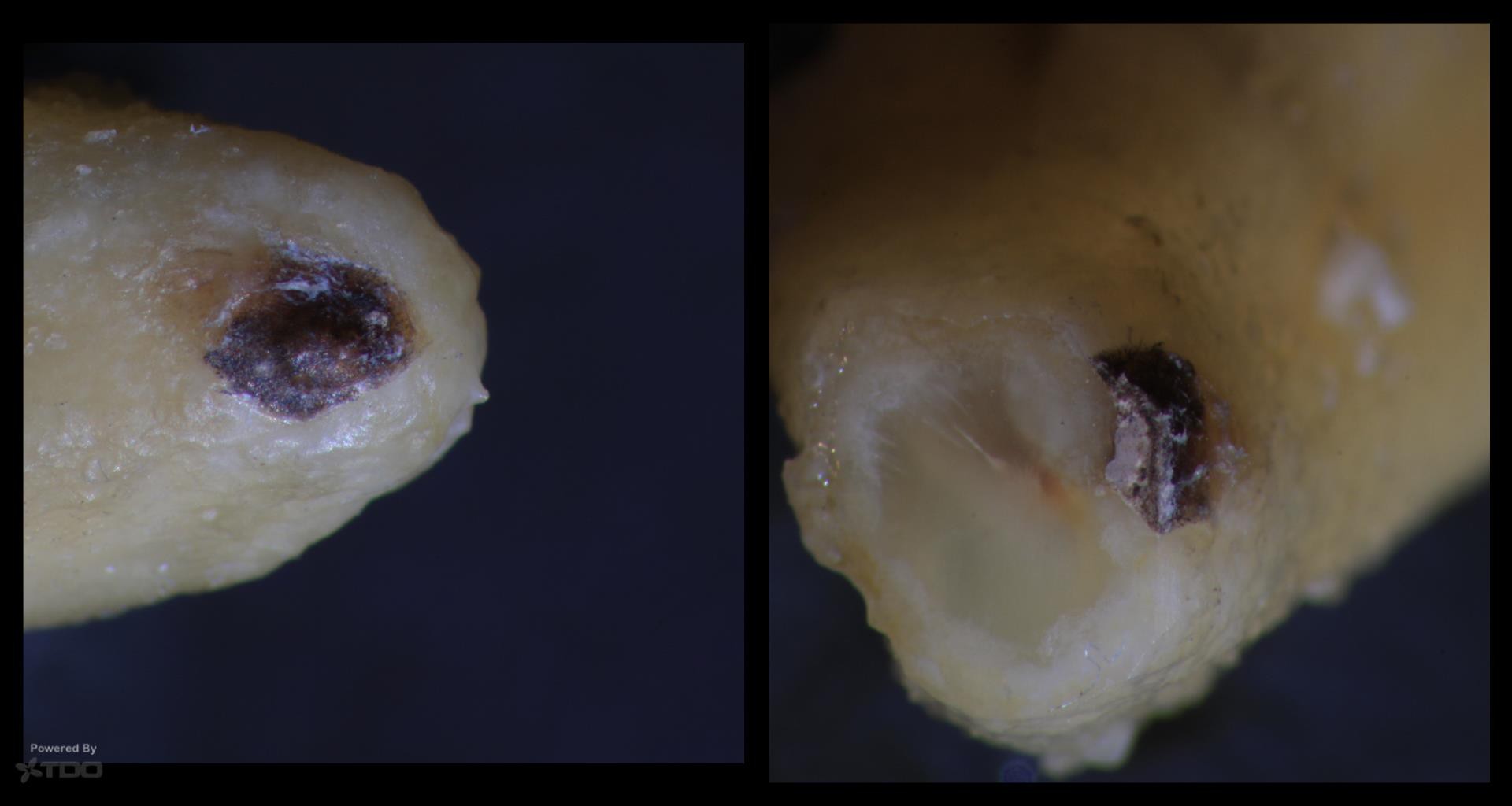 Collage-2140635431-Page00