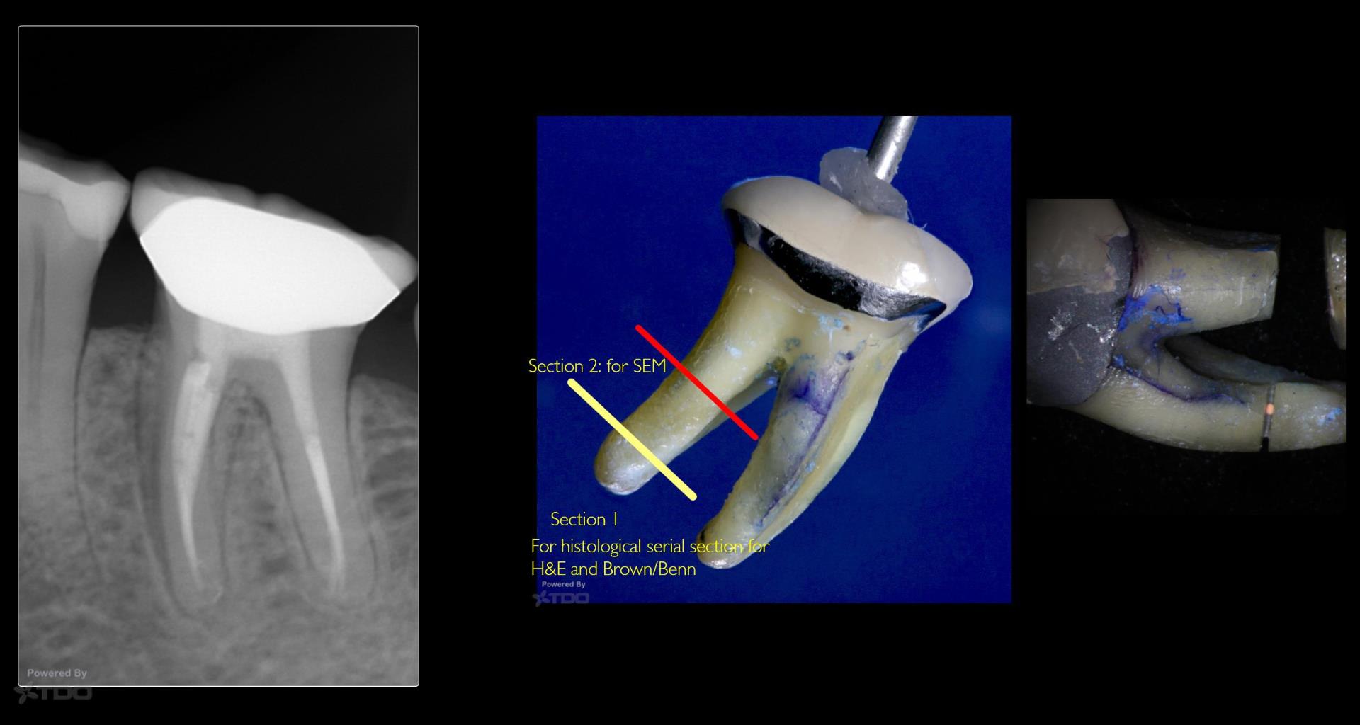 Collage-2140643799-Page00