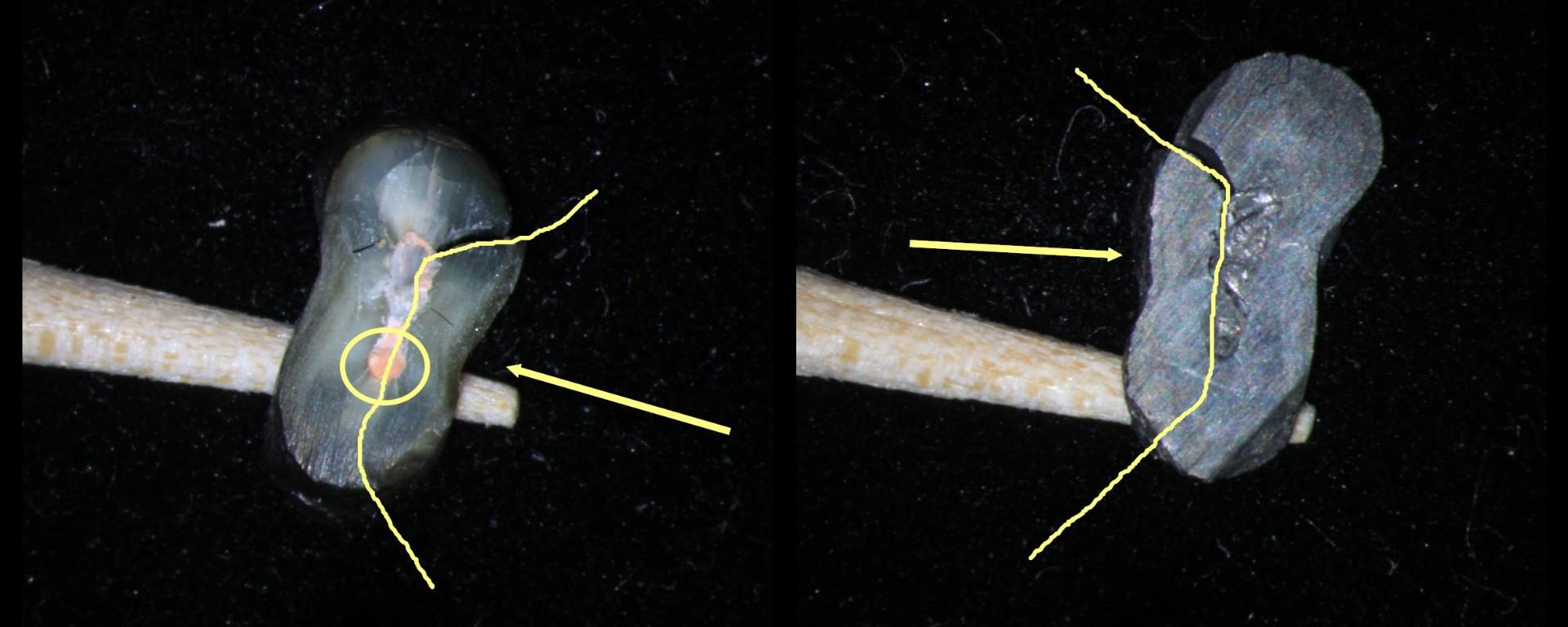 Thoughts on observing biofilms Part 1