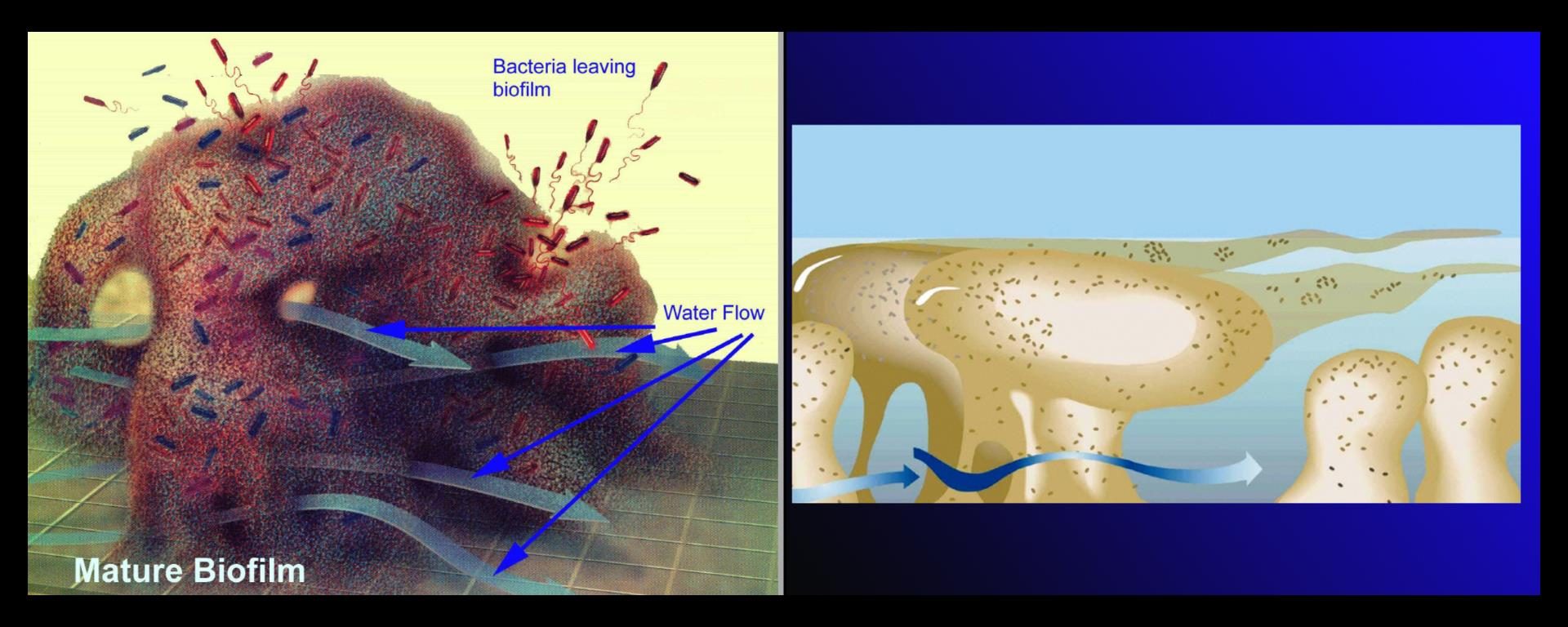 Thoughts on Observing Biofilms Part 2