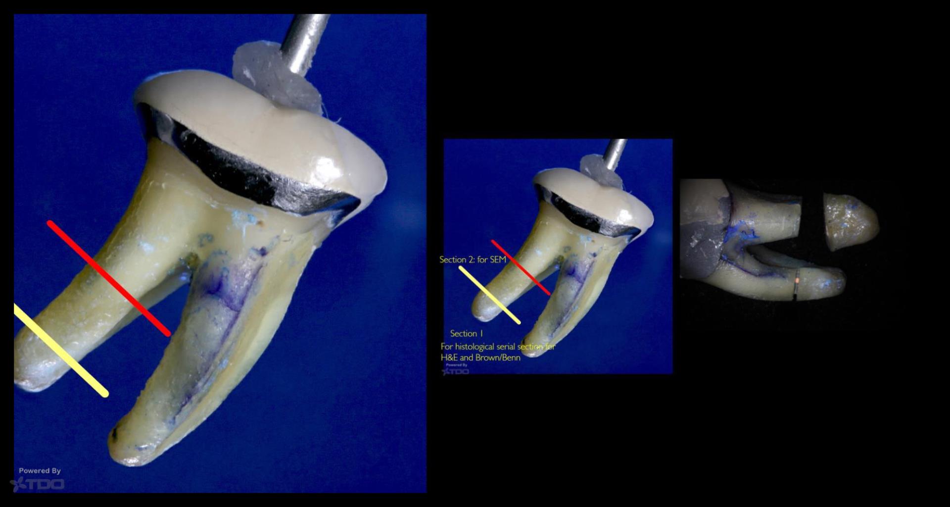 Collage-2140644189-Page00