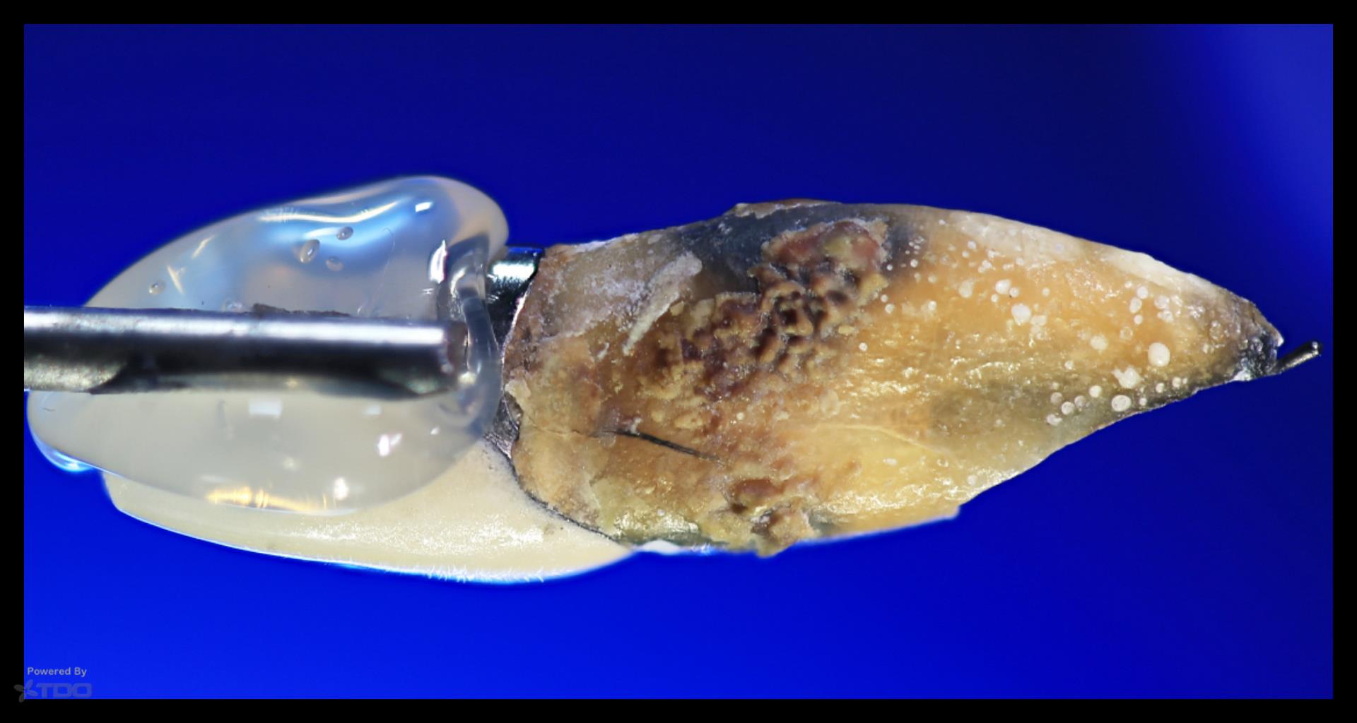 Collage-2140644261-Page00