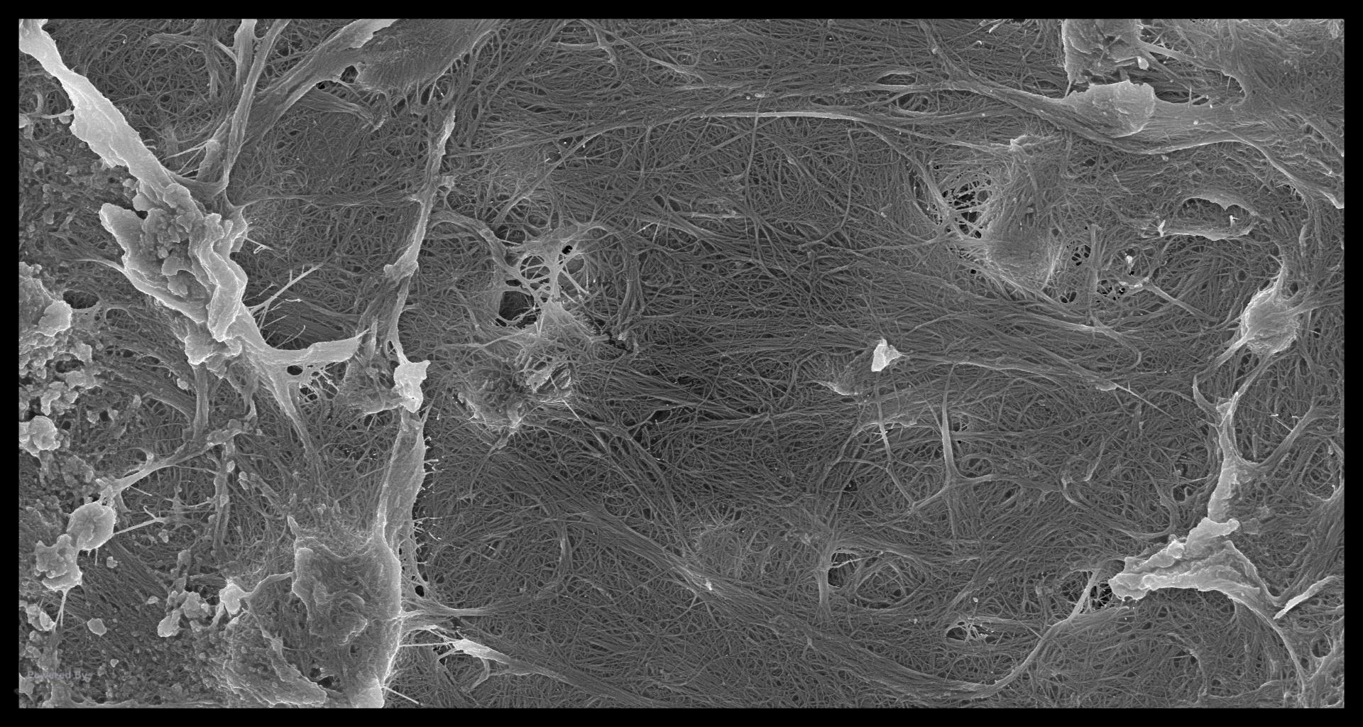 Collage-2140644843-Page00